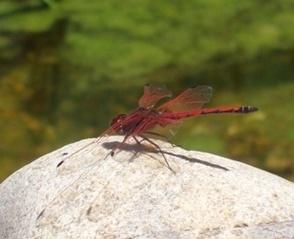 Red-dragonfly-at-pool-small