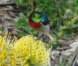 Lesser-double-collared-sunbird Lesser-double-collared-sunbird
