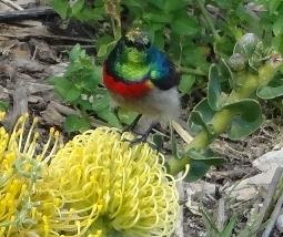 Lesser-double-collared-sunbird